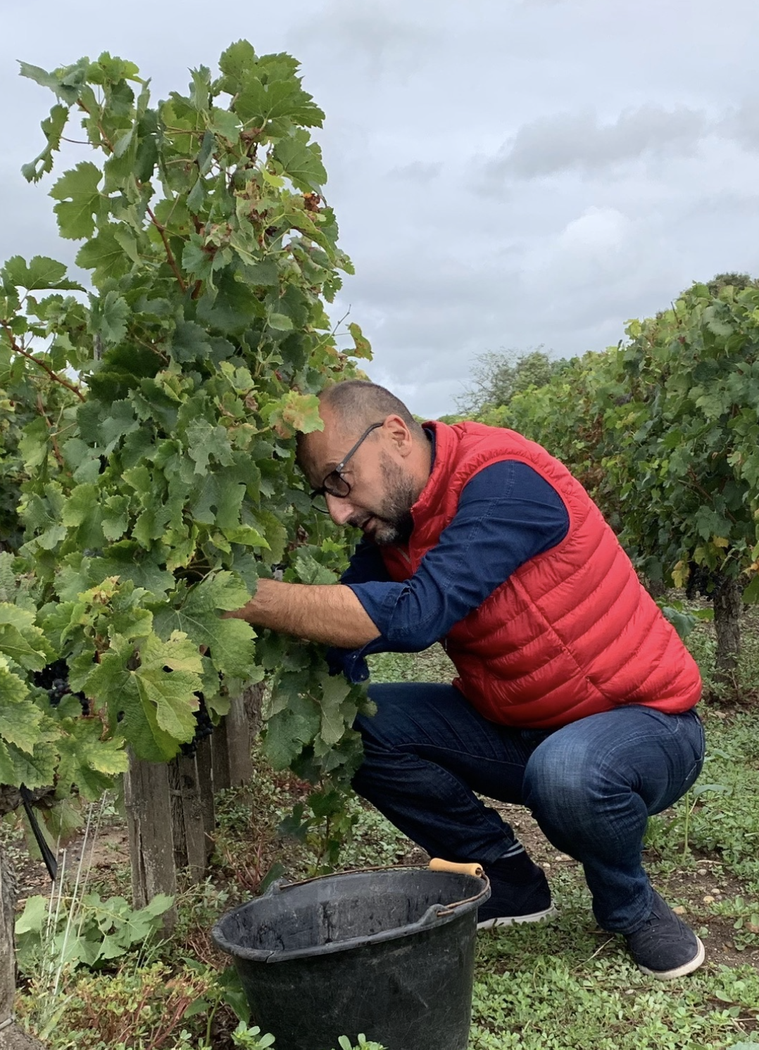 Caisses de raisin pendant les vendanges au Château EDMUS